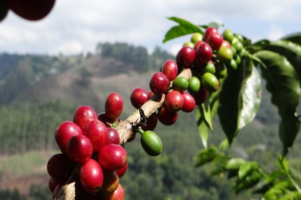 Coffee tour, Finca el Ocaso - Salento 5